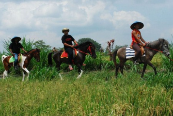 Ubud Horse Riding price 2025 rice field tour 5 Ubud Horse Riding price 2025 rice field tour