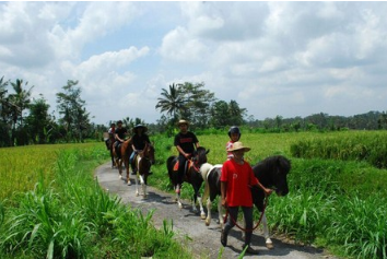 Ubud Horse Riding price 2025 rice field tour 6 Ubud Horse Riding price 2025 rice field tour