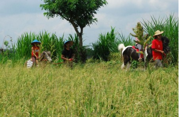 Ubud Horse Riding price 2025 rice field tour 7 Ubud Horse Riding price 2025 rice field tour
