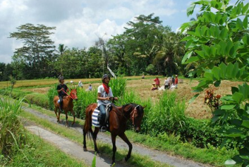 Ubud Horse Riding price 2025 rice field tour 9 Ubud Horse Riding price 2025 rice field tour