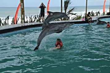Wake Bali Dolphin price 2025 2026 swimming experience Keramas 1 Wake Bali Dolphin price 2025 2026 swimming experience Keramas