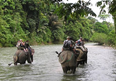 Book 10 Days Orangutan and Elephant Tour 2026 - Wildlife Expedition