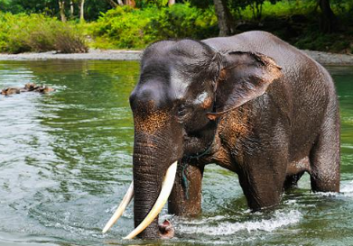 Book 10 Days Orangutan and Elephant Tour 2026 - Wildlife Expedition