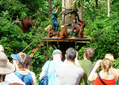Book 10 Days Orangutan and Elephant Tour 2026 - Wildlife Expedition