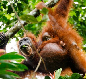 Book 10 Days Orangutan and Elephant Tour 2026 - Wildlife Expedition