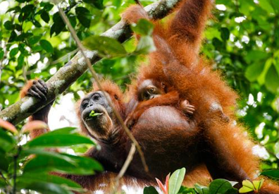 Book 10 Days Orangutan and Elephant Tour 2026 - Wildlife Expedition