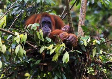 Book 10 Days Orangutan and Elephant Tour 2026 - Wildlife Expedition