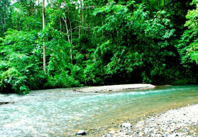 Book 10 Days Orangutan and Elephant Tour 2026 - Wildlife Expedition