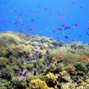 Book 4D3N Bunaken Manado Tour 2026 - Snorkeling at Bunaken Marine Park