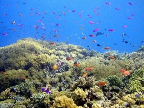 Book 4D3N Bunaken Manado Tour 2026 - Snorkeling at Bunaken Marine Park