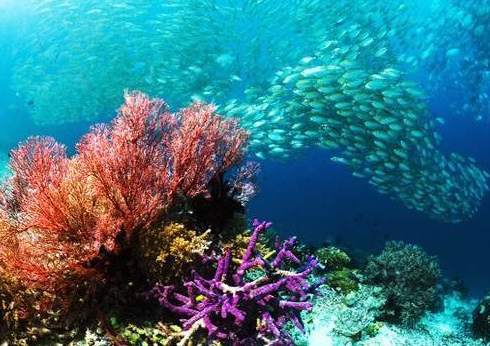 Book 5-Day Sorong and Raja Ampat Tour - Snorkeling and Diving Adventure