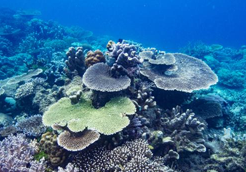 Book 5-Day Sorong and Raja Ampat Tour - Snorkeling and Diving Adventure