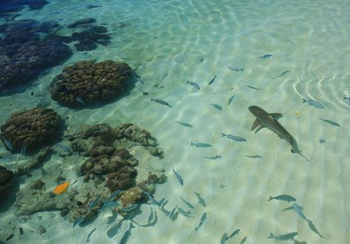 Book 5-Day Sorong and Raja Ampat Tour - Snorkeling and Diving Adventure