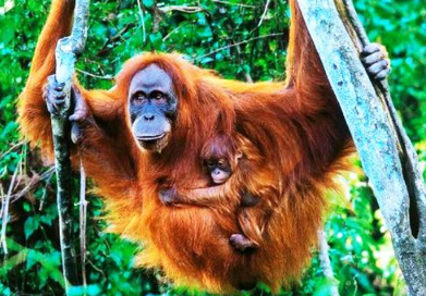 Book 5 Days Orangutan Batak Country Tour 2026 - Scenic North Sumatra View