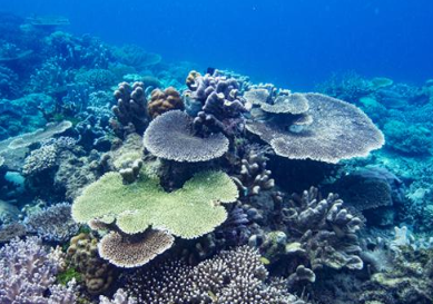 Book 7-Day Raja Ampat Snorkeling Tour Package