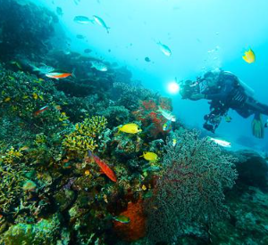 Book 7-Day Raja Ampat Snorkeling Tour Package