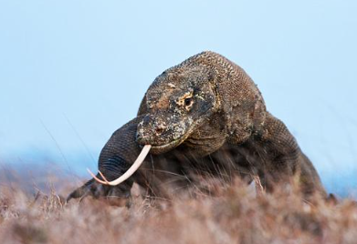 Book Flores Overland Tour 5 Days 4 Nights 2026 - Kelimutu Three Colors Lake