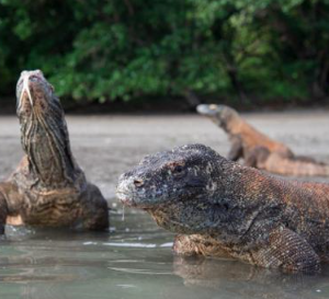 Book Flores Overland Tour 7 Days 2026 - Sunrise at Kelimutu Lake