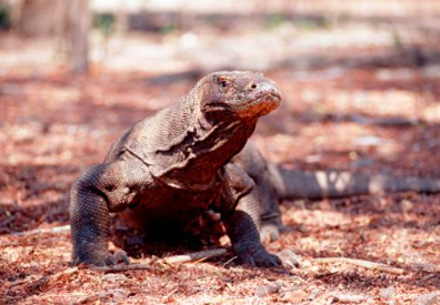 Book Komodo Adventure 3 Days 2 Nights 2026 - Private Boat View