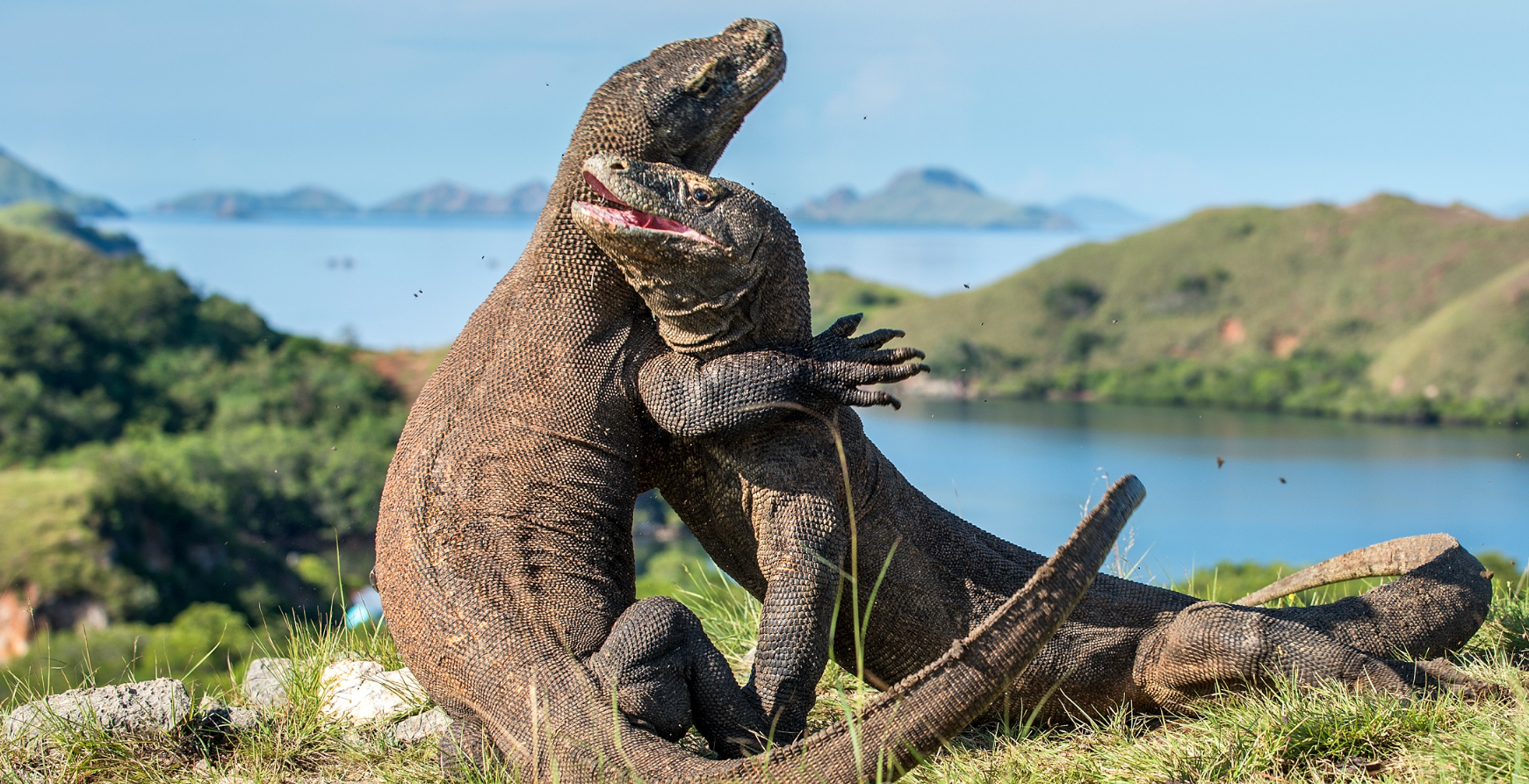 Book Komodo Adventure 3 Days 2 Nights 2026 - Private Boat View