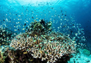 Book Komodo Diving Package 4 Days 3 Nights 2026