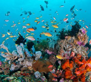 Book Komodo Diving Package 4 Days 3 Nights 2026