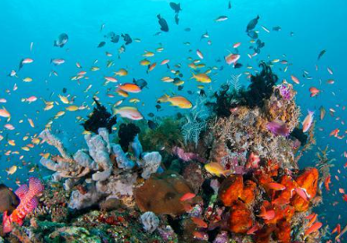 Book Komodo Diving Package 4 Days 3 Nights 2026