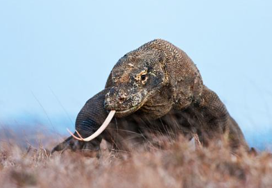 Book Komodo Diving Package 4 Days 3 Nights 2026