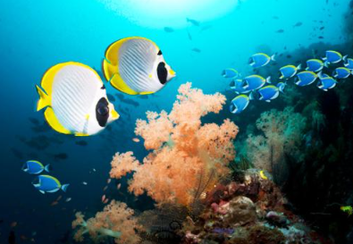 Book Komodo Diving Package 4 Days 3 Nights 2026