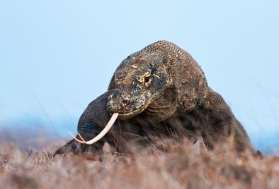 Book Komodo Island Sailing Tour 4 Days 2026 - Hiking Gili Laba Panorama