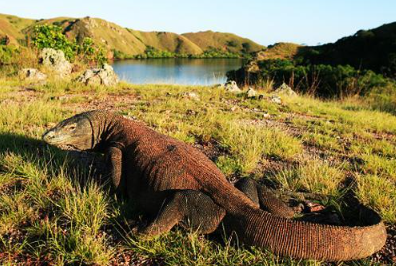 Book Komodo Island Sailing Tour 4 Days 2026 - Hiking Gili Laba Panorama