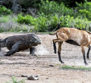 Book Komodo Tour Package 2 Days 1 Night 2026