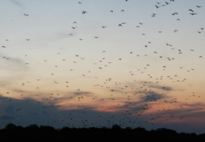 Book Komodo Tour Package 5 Days 4 Nights 2026: The Ultimate Kelimutu and Komodo Dragon Tour 5D4N 1 Book Komodo Tour Package 5 Days 4 Nights 2026