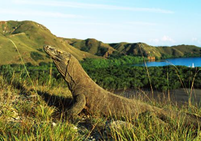 Book Komodo Tour Package 5 Days 4 Nights 2026 3 Book Komodo Tour Package 5 Days 4 Nights 2026
