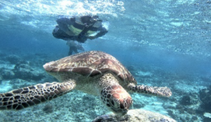 Book Lombok Daily Tours 2026