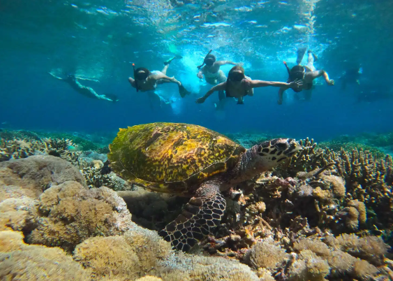 Komodo National Park Open Trip Price