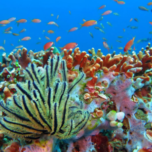 Book Manado Tour Package 5 Days 2026