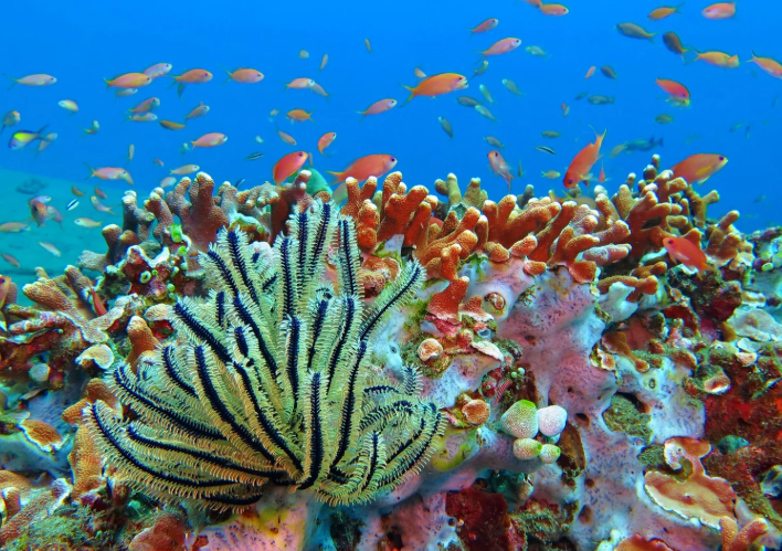 Book Manado Tour Package 5 Days 2026