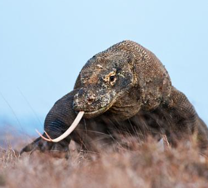 Book One Day Tour Komodo Package 2026