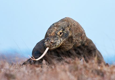 Book One Day Tour Komodo Package 2026