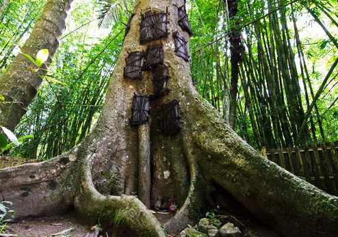 Book South Sulawesi Tour Package 8 Days 7 Nights