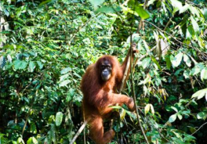 Experience the magic of sleeping under the rainforest canopy.
