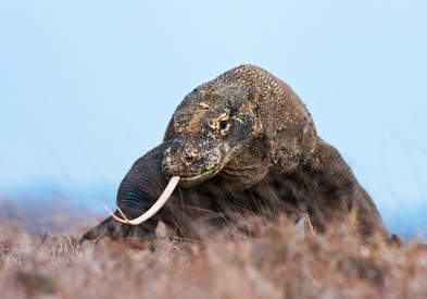 Mbeliling Peak Panorama - Komodo Mbeliling and Trekking 4 Days 3 Nights