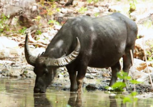 Book Komodo Mbeliling and Trekking 4 Days 2026: The Ultimate Mbeliling Trekking and Komodo Dragon Package 1 Mbeliling Peak Panorama - Komodo Mbeliling and Trekking 4 Days 3 Nights