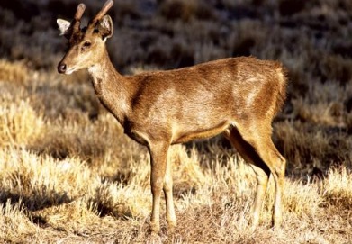 Mbeliling Peak Panorama - Komodo Mbeliling and Trekking 4 Days 3 Nights