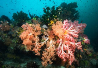 Scuba Diving at Castle Rock - Komodo Diving Tour 5 Days 4 Nights