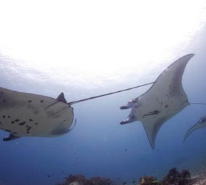 Book Komodo Diving Tour 5 Days 4 Nights 2026