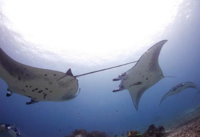 Book Komodo Diving Tour 5 Days 4 Nights 2026