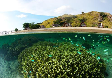 Scuba Diving at Castle Rock - Komodo Diving Tour 5 Days 4 Nights