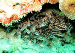 Book Komodo Diving Tour 5 Days 4 Nights 2026: The Ultimate Manta Point and Padar Island Diving Booking 1 Scuba Diving at Castle Rock - Komodo Diving Tour 5 Days 4 Nights